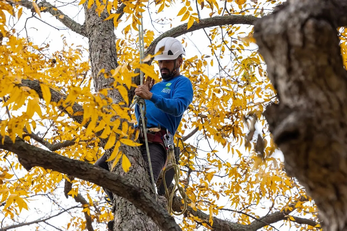 Skilled Tree Pruning crew working in Grafton